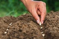 hand planting pumpkin seed of marrow Royalty Free Stock Photo