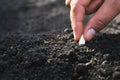 hand planting pumpkin seed in the vegetable garden and light warm. agriculture Royalty Free Stock Photo