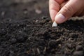 hand planting pumpkin seed in the vegetable garden and light warm. agriculture Royalty Free Stock Photo