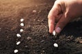 hand planting pumpkin seed in the vegetable garden and light warm. agriculture Royalty Free Stock Photo