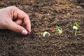 hand planting seeding growing step in garden