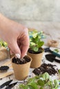 Hand planting seeds in biodegradable pots near garden tools. Indoor gardening, germinating herb seeds Royalty Free Stock Photo