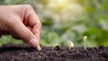 Hand planting with seeds and trees planted in the soil in order of germination.