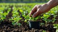 A hand planting a small seedling in a pot filled with rich soil. In the background a larger field can be seen where rows Royalty Free Stock Photo