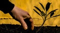 A hand is planting a small tree in the dirt Royalty Free Stock Photo