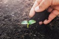 hand planting small tree Royalty Free Stock Photo