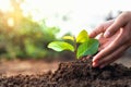 hand planting a small tree in the garden with sunset, green earth concept