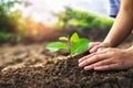 hand planting a small tree in the garden with sunset, green earth concept Royalty Free Stock Photo
