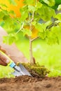 Hand Planting Small Tree with roots in a garden on green background Royalty Free Stock Photo