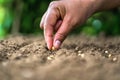 hand planting soy seed in the vegetable garden. agriculture concept Royalty Free Stock Photo