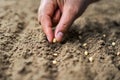 hand planting soy seed in the vegetable garden. agriculture concept Royalty Free Stock Photo