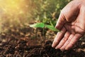 hand planting sprout in soil Royalty Free Stock Photo
