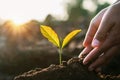 hand planting sprout into soil with sunset Royalty Free Stock Photo