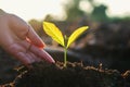hand planting sprout into soil with sunset Royalty Free Stock Photo