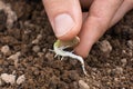 Hand planting sprouted seed in the garden