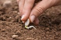 Hand planting sprouted seed of marrow in the garden