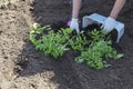 Hand planting a tomato seedling in ground Royalty Free Stock Photo