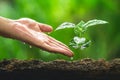 Hand Planting tree Care Coffee tree In the natural background