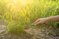 Hand is planting tree. Shovel dig soil for growing tree Royalty Free Stock Photo