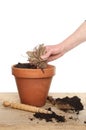 Hand planting a tuber