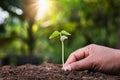 hand planting young tree in garden Royalty Free Stock Photo