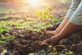 hand planting young tree in morning light. eco concept Royalty Free Stock Photo