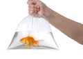 Hand and plastic bag with golden fish on white