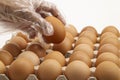 Hand in plastic gloves picking up one fresh chicken egg from paper tray on white background Royalty Free Stock Photo