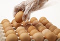 Hand in plastic gloves picking up one fresh chicken egg from paper tray on white background Royalty Free Stock Photo