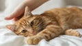 Hand playing with the Cat on a white bed Royalty Free Stock Photo