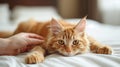 Hand playing with the Cat on a white bed Royalty Free Stock Photo