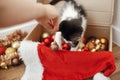 Hand playing with cute kitty at box with red and gold baubles, o Royalty Free Stock Photo