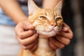 Hand playing with ginger cat by chin scratching Royalty Free Stock Photo