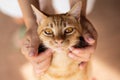 Hand playing with ginger cat by chin scratching Royalty Free Stock Photo