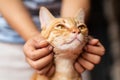 Hand playing with ginger cat by chin scratching Royalty Free Stock Photo