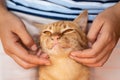 Hand playing with ginger cat Royalty Free Stock Photo