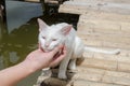 hand playing with white cat Royalty Free Stock Photo