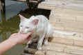 hand playing with white cat Royalty Free Stock Photo
