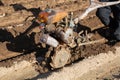 Hand plough tilling soil on field