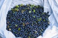 Hand plucked blueberries