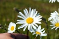 Hand plucks a daisy in a field on a summer day Royalty Free Stock Photo