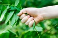 Hand plucks the plant.