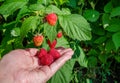 Hand plucks raspberries growing on the bush