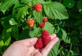 Hand plucks raspberries growing on the bush