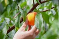 Hand plucks ripe peach from branch Royalty Free Stock Photo