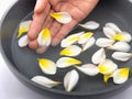 Hand and plumeria spa relax with water, frangipani tropical flow Royalty Free Stock Photo