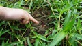 Hand pointing the top of the sweet potato, just planted in the garden, stabbing young shoots, naturally beautiful