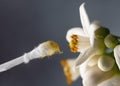 Hand pollinating grapefruit flower with a cotton swab. Gardening or indoor plants concept. Royalty Free Stock Photo