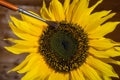 Hand pollinating a sunflower with a brush