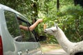 Hand portrait out of the car window feeding Llama Royalty Free Stock Photo